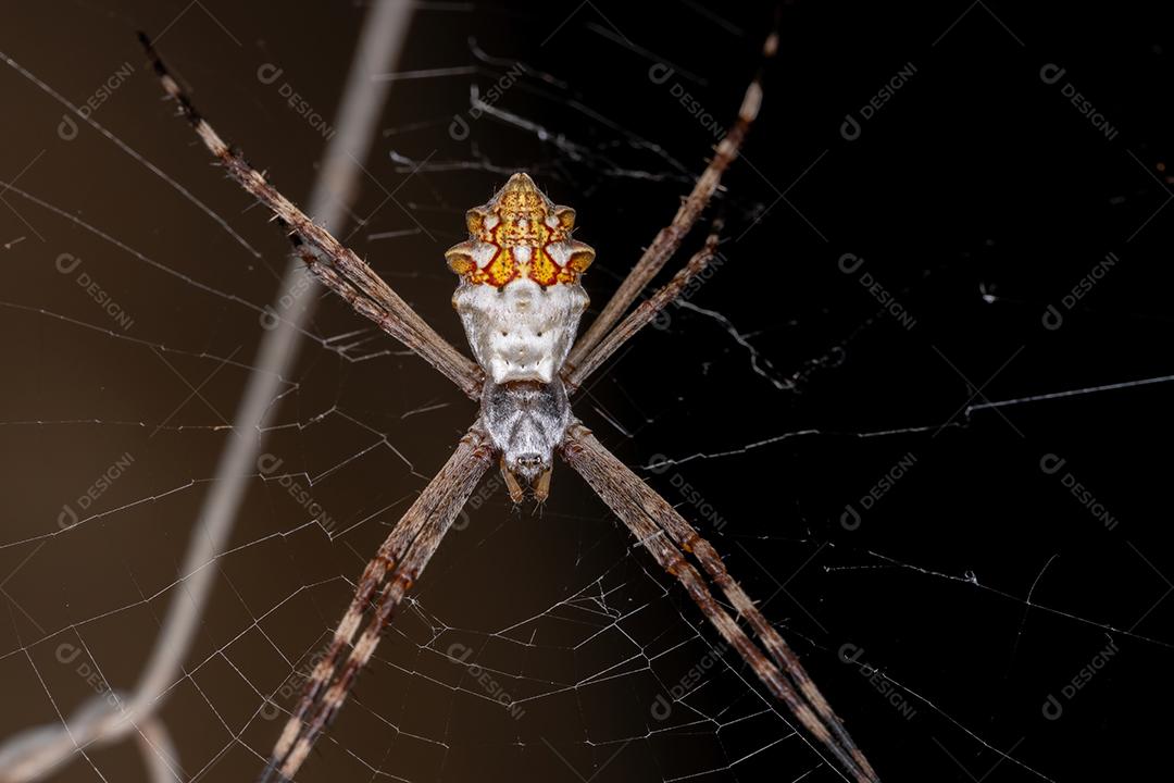 Fêmea adulta Orbweaver de jardim da espécie Argiope argentata