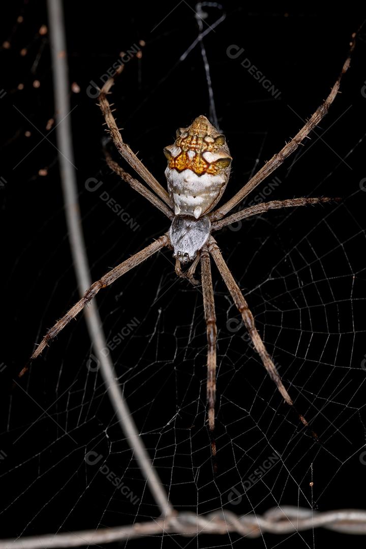 Fêmea adulta Orbweaver de jardim da espécie Argiope argentata