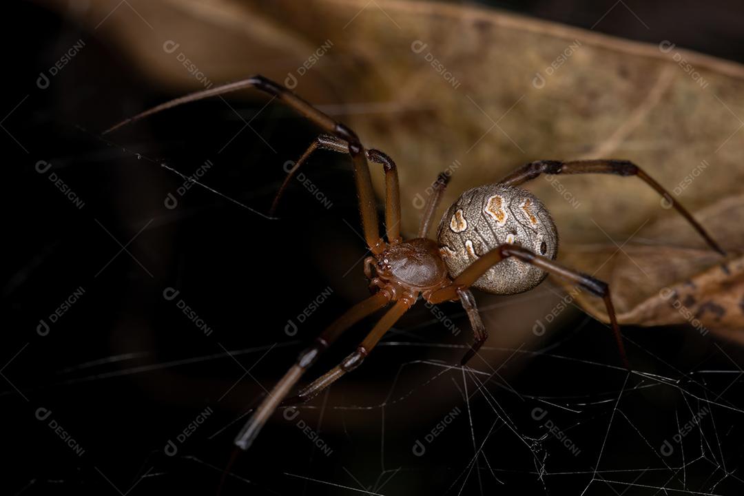 Fêmea adulta marrom viúva da espécie Latrodectus geometricus