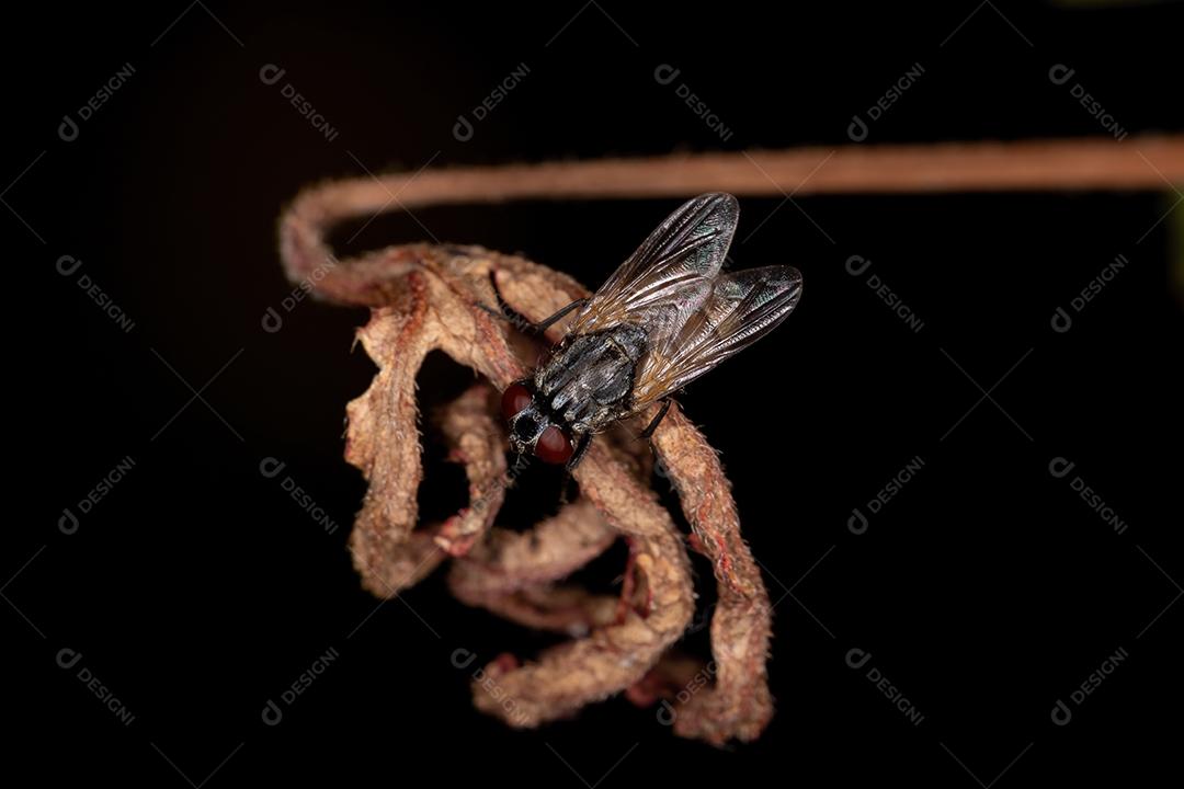 Mosca doméstica adulta da espécie Musca domestica