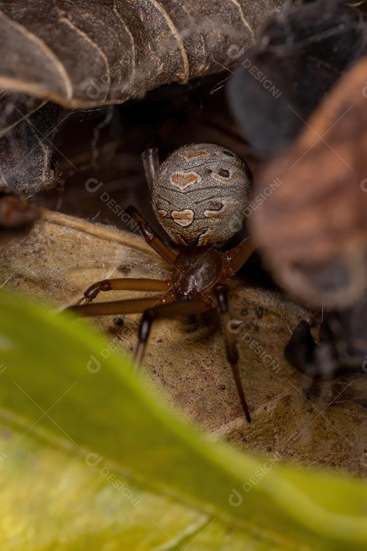 Fêmea adulta marrom viúva da espécie Latrodectus geometricus