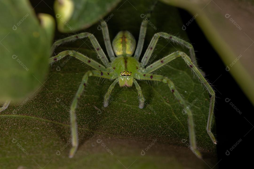 Aranha Caçadora Verde da espécie Família Sparassidae