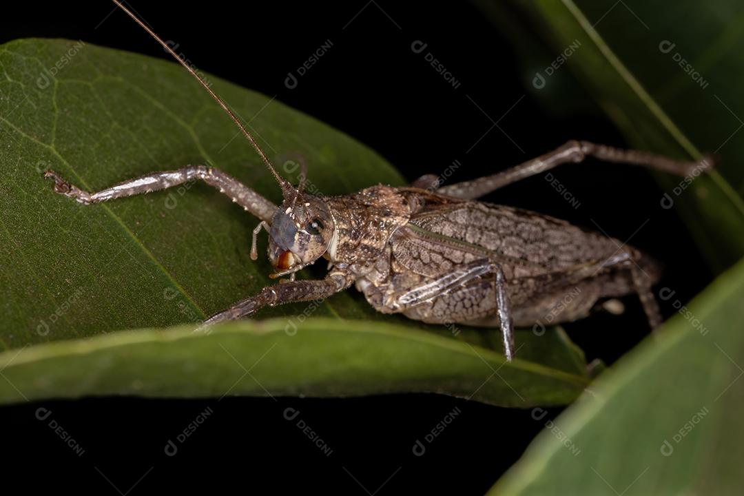 Katydid verdadeiro adulto da subfamília Pseudophyllinae