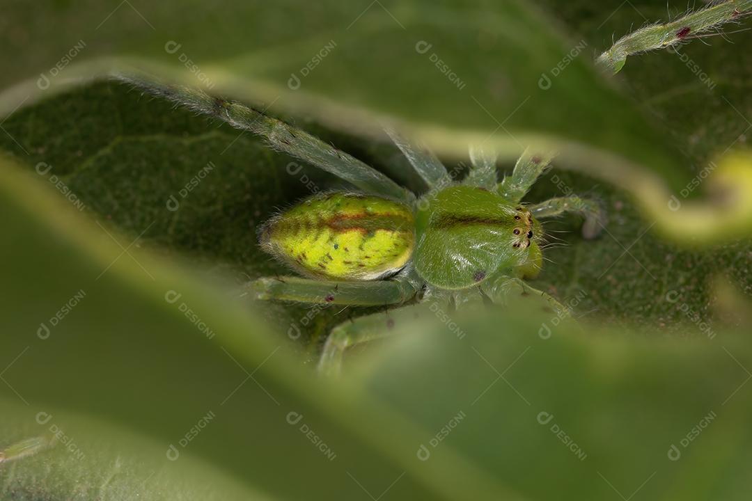 Aranha Caçadora Verde da espécie Família Sparassidae