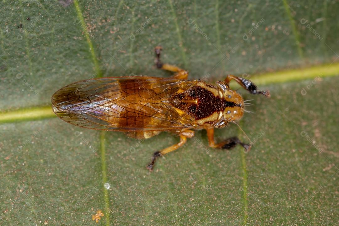 Cigarrinha típica amarela do animal do gênero Teletusa imitando uma abelha