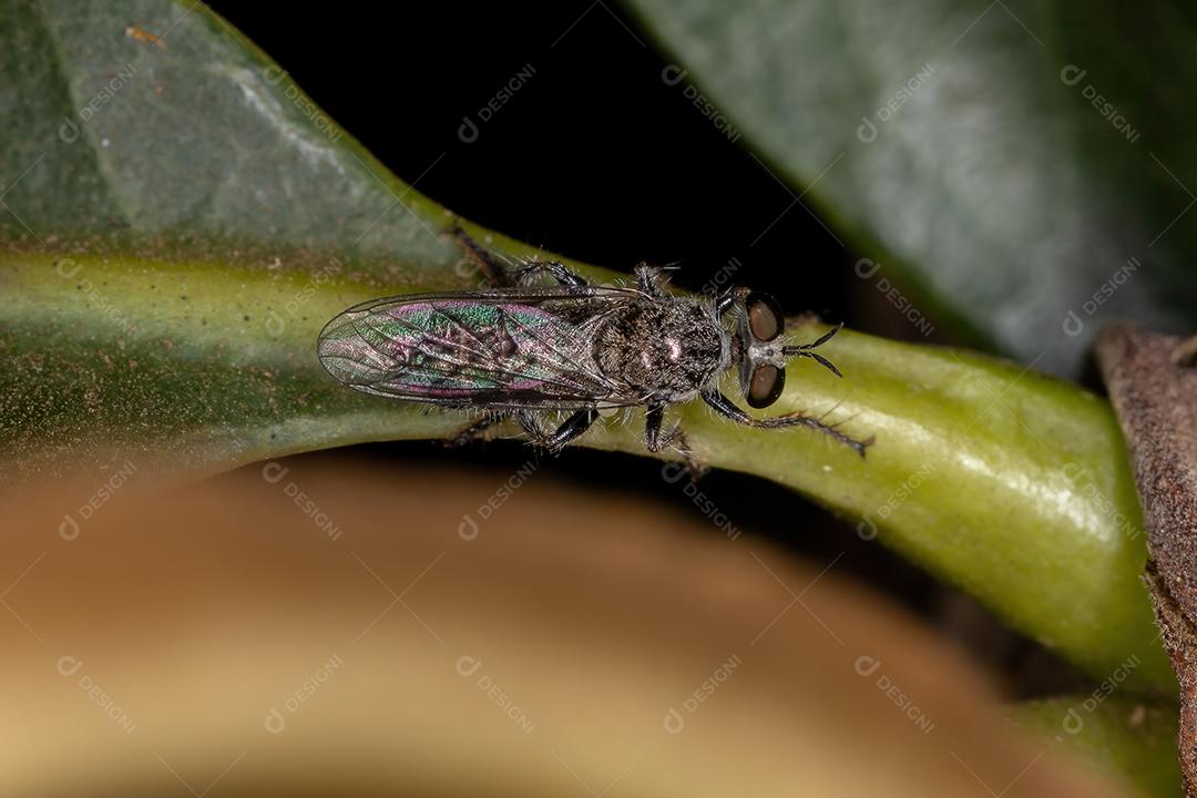 Mosca Ladrão Adulto da Tribo Atomosiini