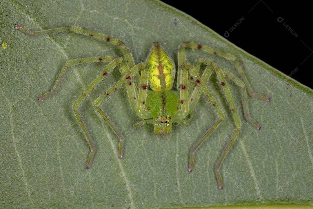 Aranha Caçadora Verde da espécie Família Sparassidae