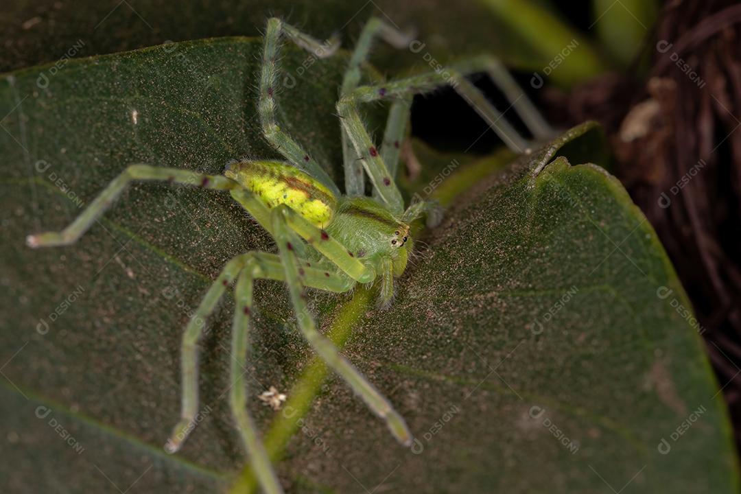 Aranha Caçadora Verde da espécie Família Sparassidae