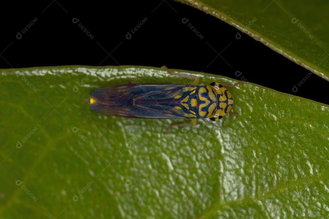 Cigarrinha Típica adulta da espécie Dilobopterus costalimai