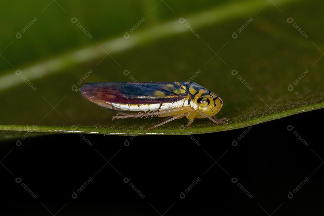 Cigarrinha Típica adulta da espécie Dilobopterus costalimai