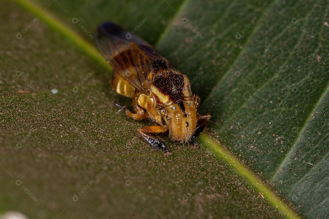 Cigarrinha típica amarela do animal do gênero Teletusa imitando uma abelha