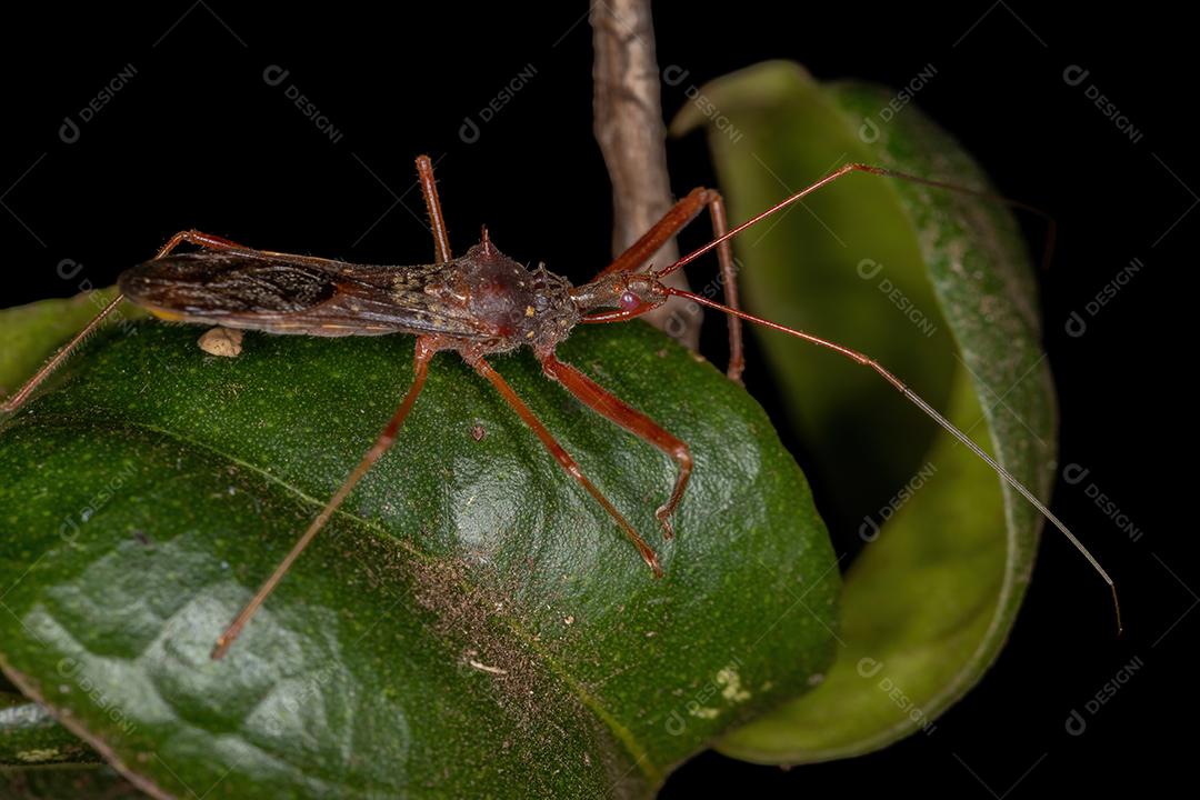 Inseto Assassino Adulto do Gênero Heza