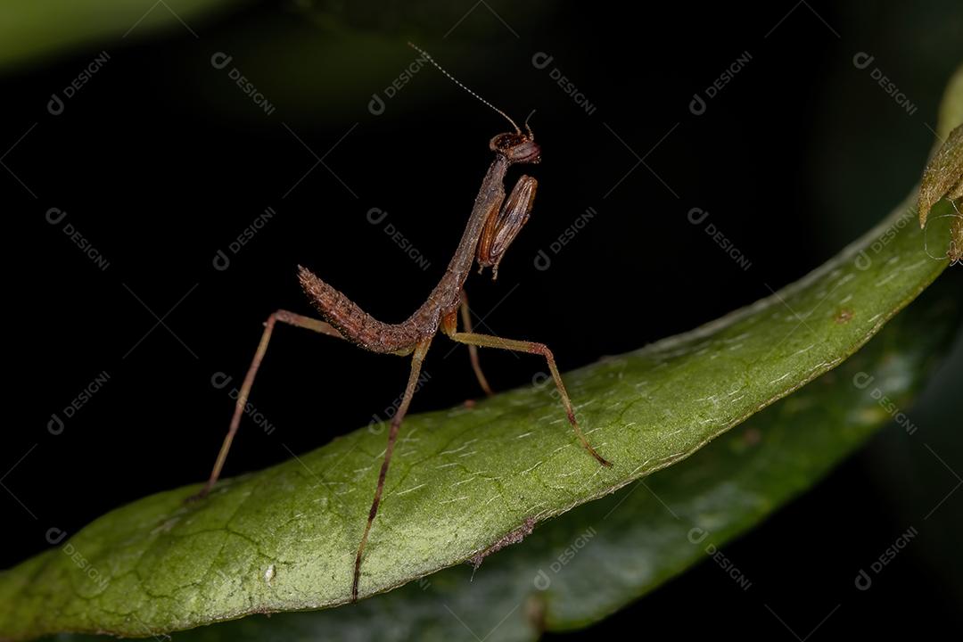 Pequena ninfa Mantid da família Mantidae