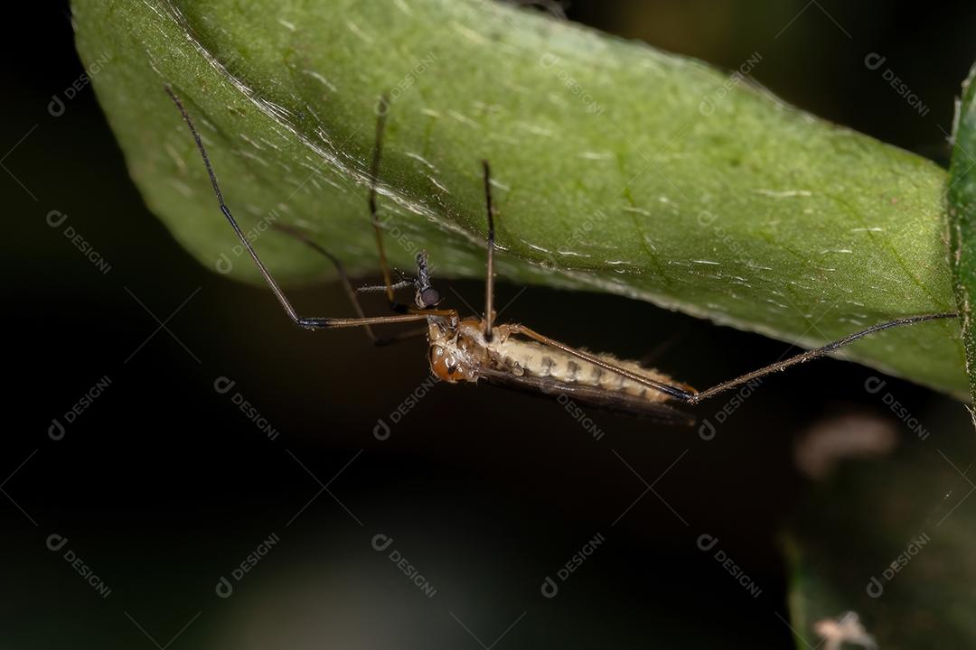 Limoniid Crane Fly da Família Limoniidae