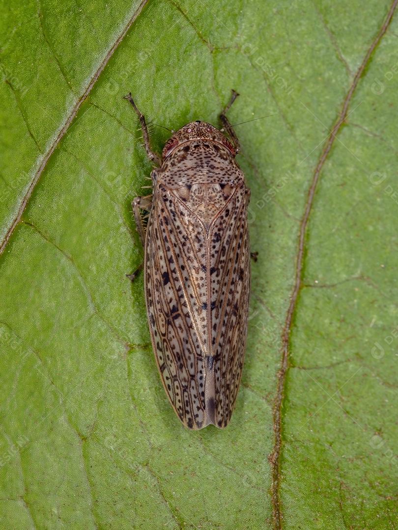 Pequena Cigarrinha Típica da Tribo Gyponini