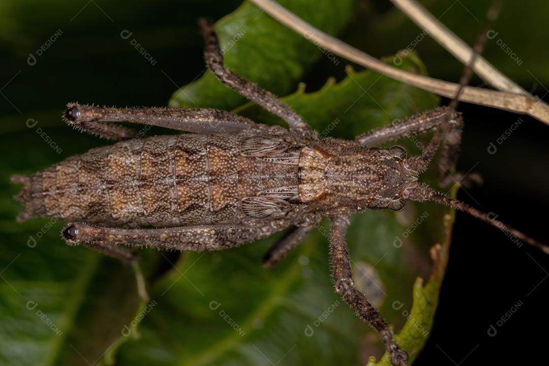 Verdadeira ninfa Katydid da subfamília Pseudophyllinae
