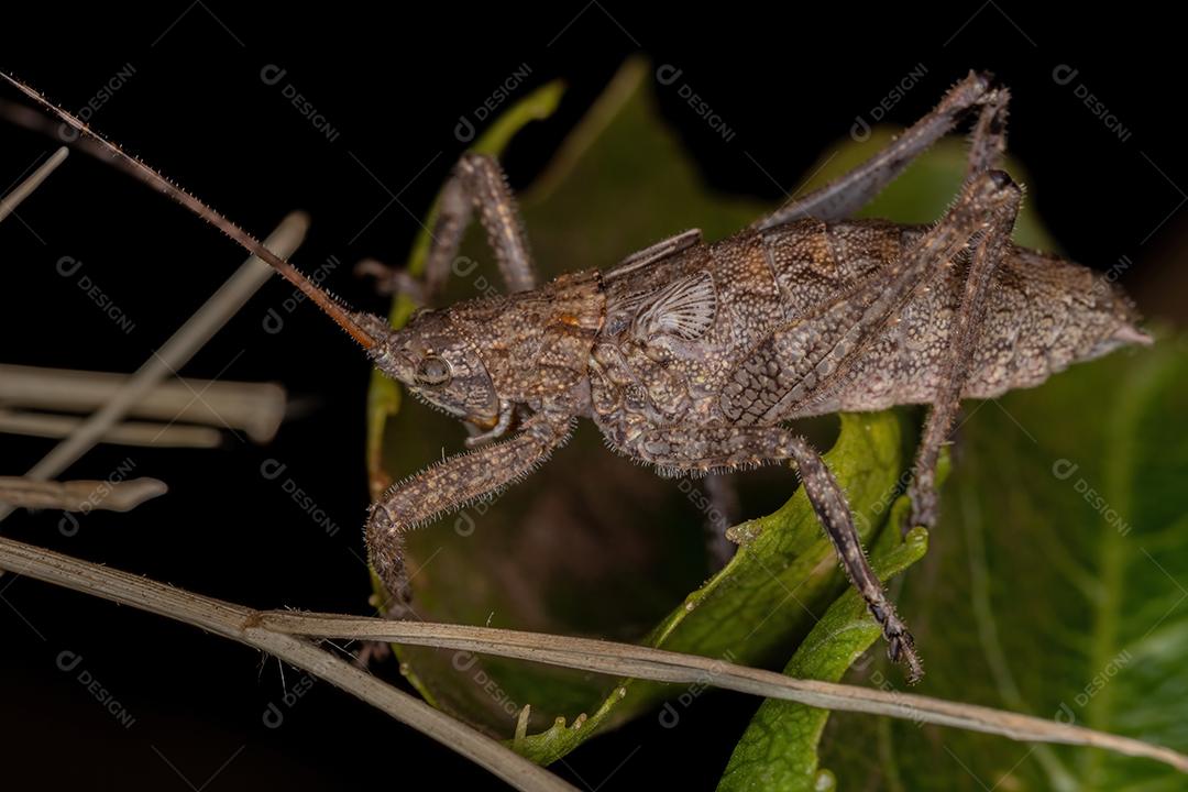 Verdadeira ninfa Katydid da subfamília Pseudophyllinae