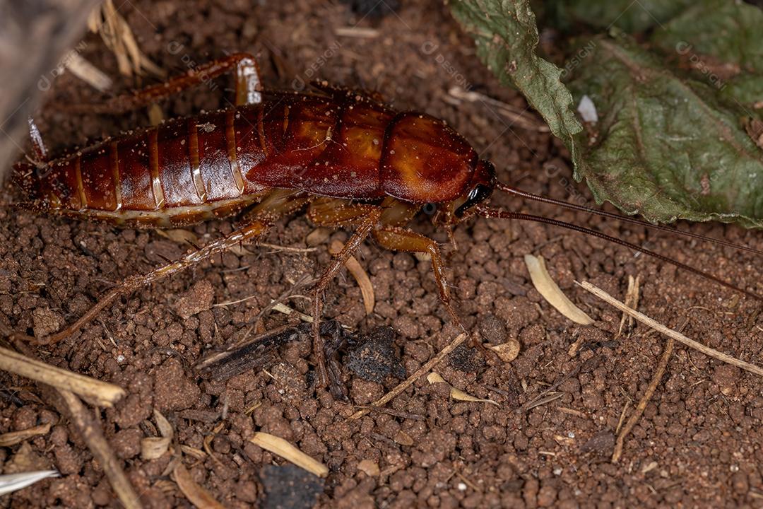 Ninfa de barata americana da espécie Periplaneta americana