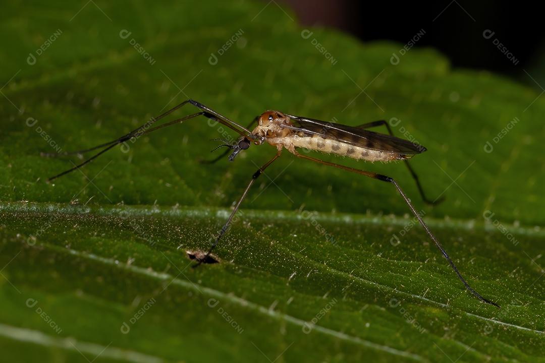 Limoniid Crane Fly da Família Limoniidae