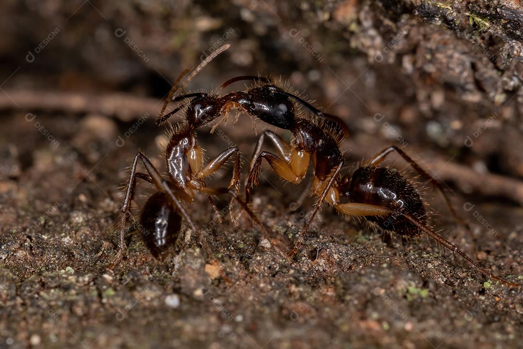 Formigas adultas do gênero Camponotus fazendo comunicação química