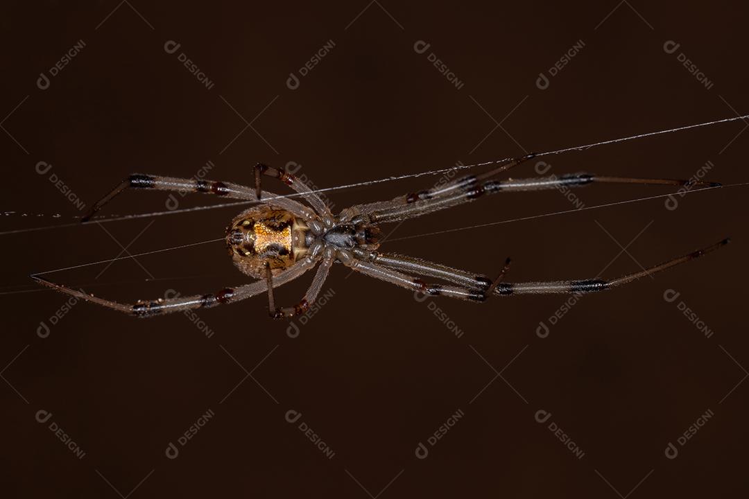 Fêmea adulta marrom viúva da espécie Latrodectus geometricus