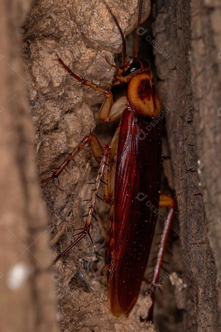 Barata americana adulta da espécie Periplaneta americana
