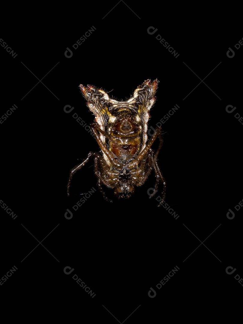 Pequena aranha orbweaver da espécie Micrathena plana