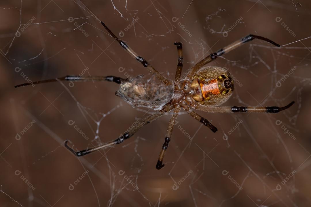 Viúva marrom adulta fêmea da espécie Latrodectus geometricus predando pequena aranha