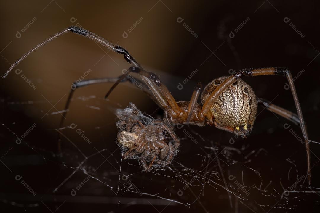 Viúva marrom adulta fêmea da espécie Latrodectus geometricus predando pequena aranha
