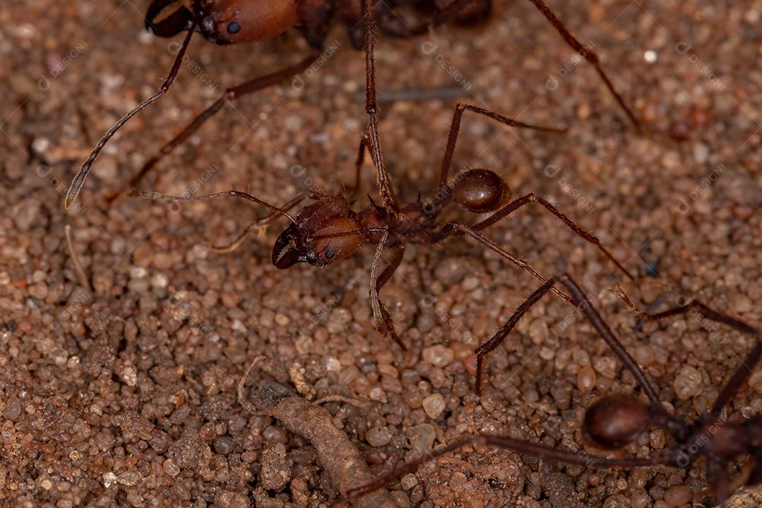 Atta Formiga cortadeira do gênero Atta trabalhando