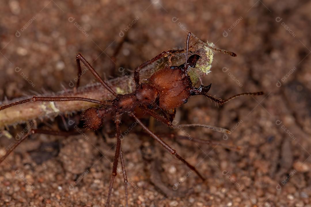 Atta Formiga cortadeira do gênero Atta trabalhando