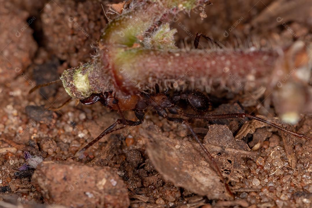 Atta Formiga cortadeira do gênero Atta trabalhando