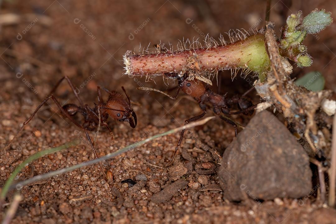 Atta Formiga cortadeira do gênero Atta trabalhando