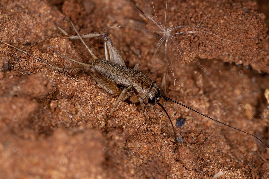 Grilo de campo pequeno da tribo Modicogryllini