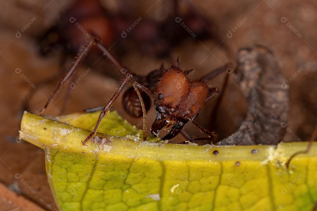 Atta Formiga cortadeira do gênero Atta trabalhando