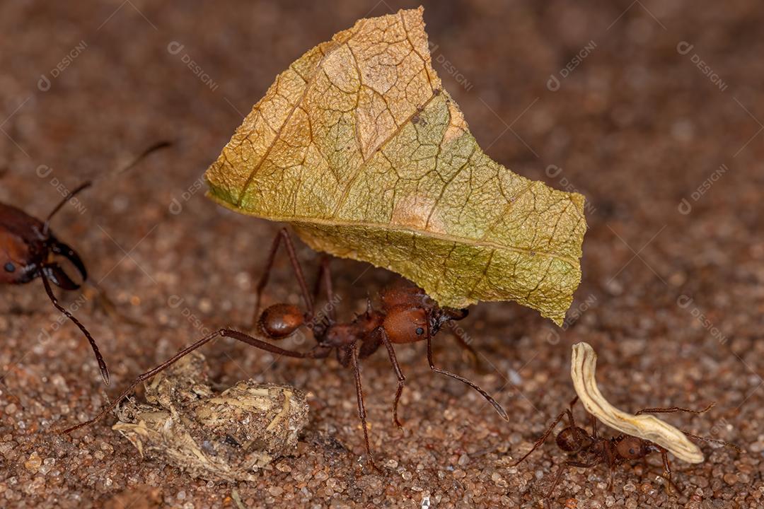 Atta Formiga cortadeira do gênero Atta trabalhando