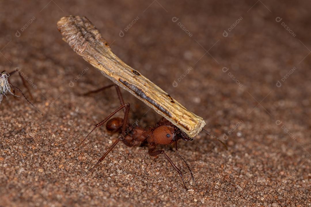 Atta Formiga cortadeira do gênero Atta trabalhando