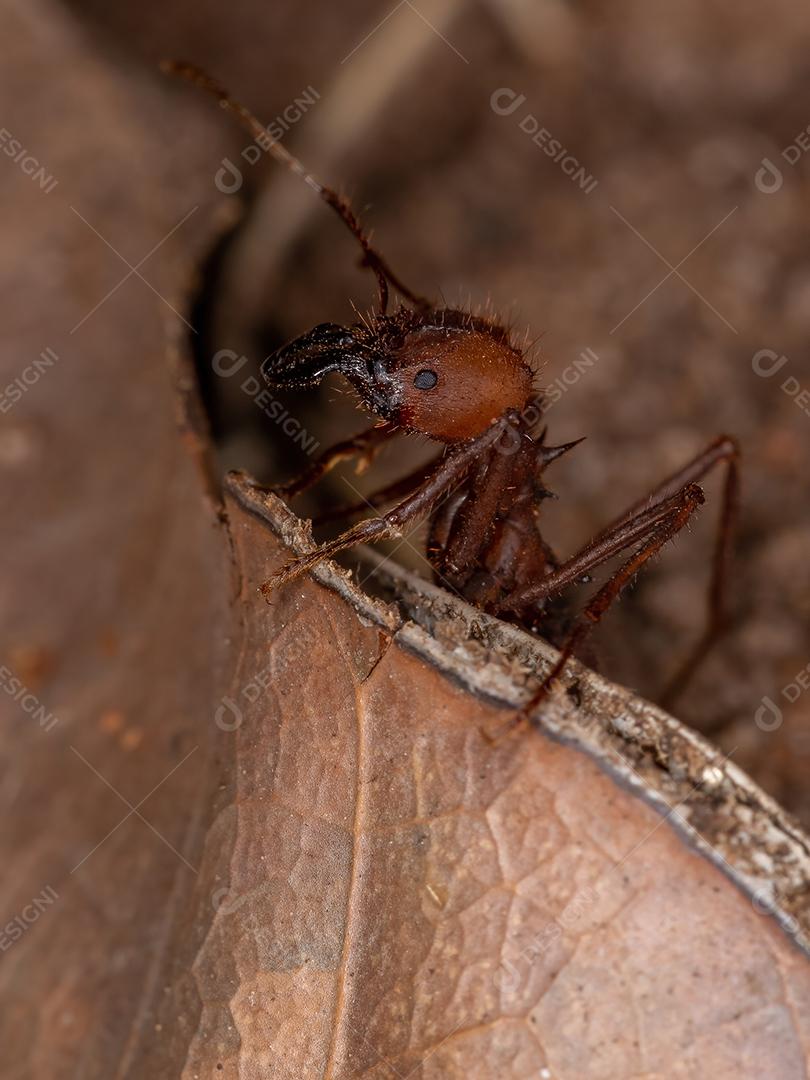 Atta Formiga cortadeira do gênero Atta trabalhando