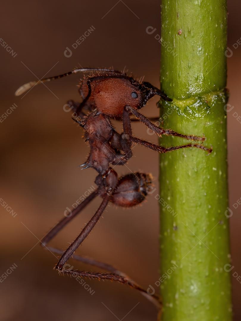Atta Formiga cortadeira do gênero Atta trabalhando