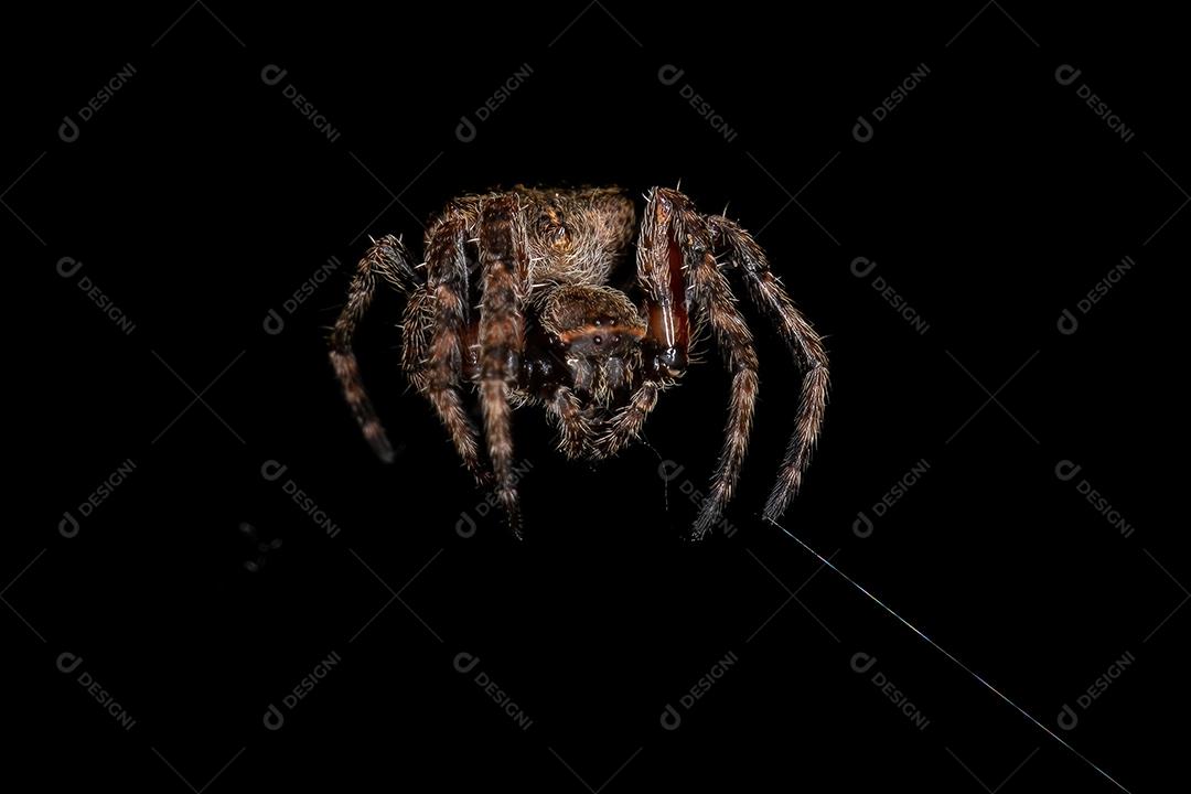 Aranha Tecelã Pequena do Gênero Parawixia