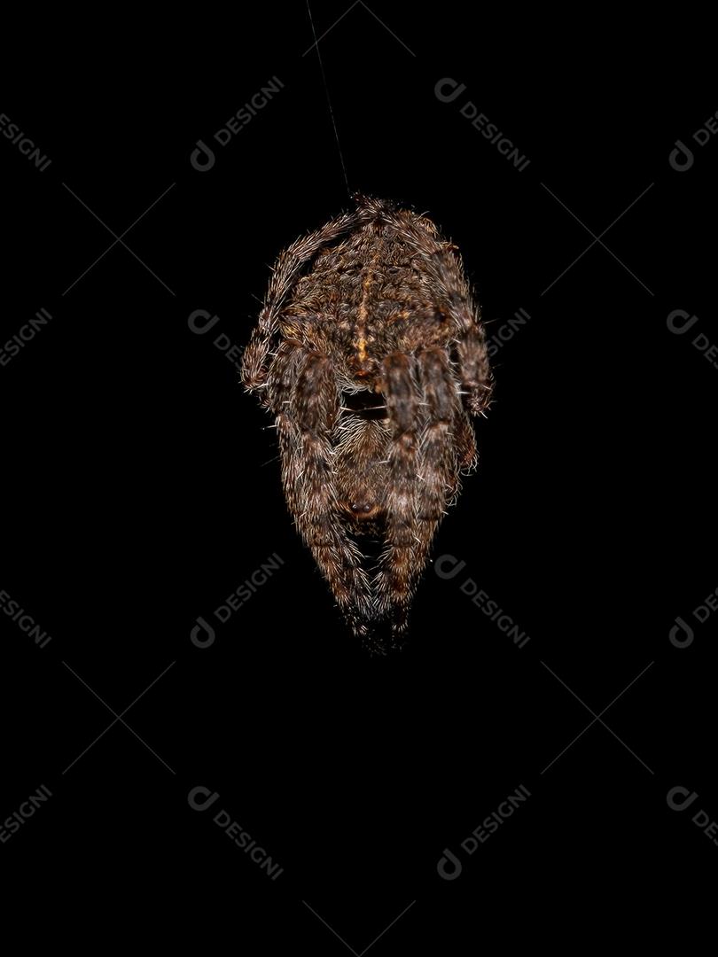 Small Weaver Spider of the Genus Parawixia