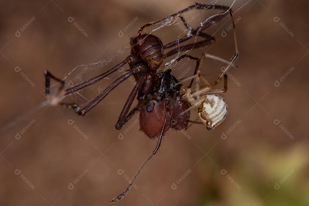 Fêmea pequena viúva marrom da espécie Latrodectus geometricus predando uma formiga