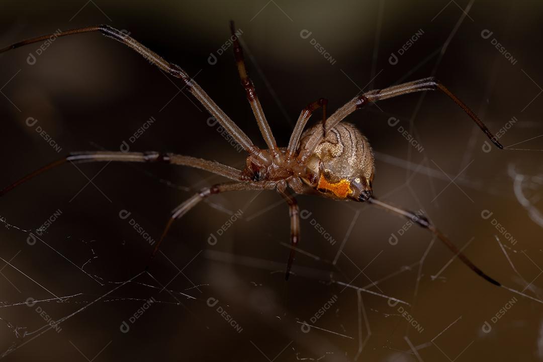 Fêmea adulta marrom viúva da espécie Latrodectus geometricus