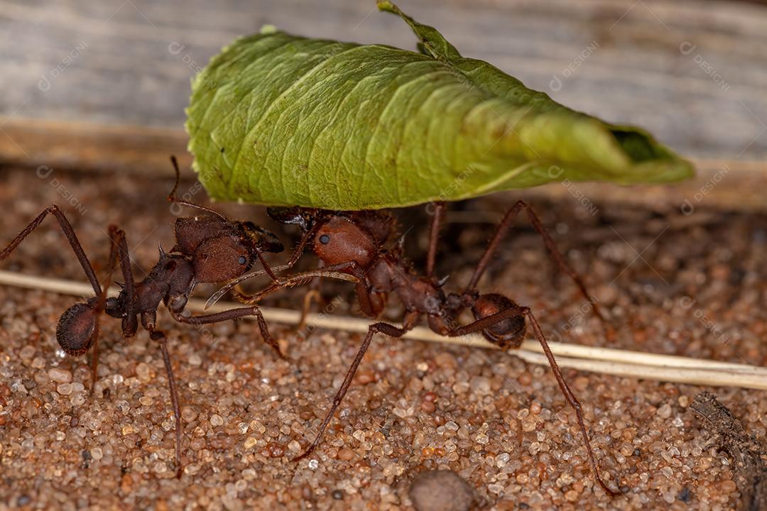 Atta Formiga cortadeira do gênero Atta trabalhando