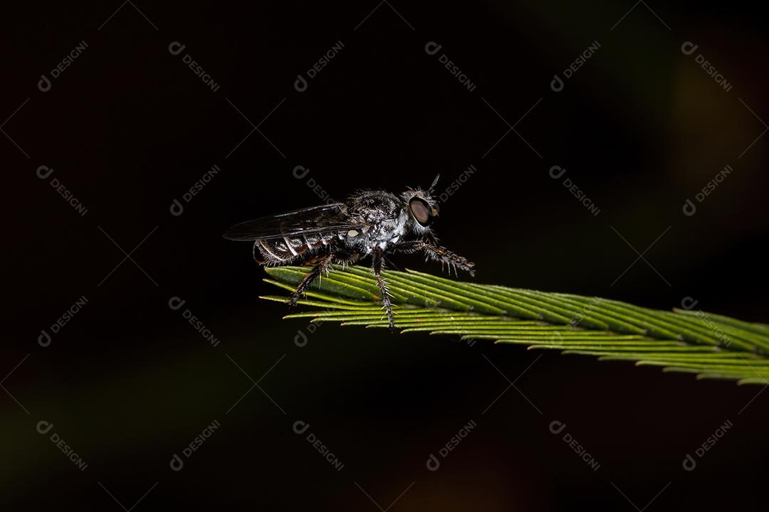 Mosca Ladrão Adulto da Tribo Atomosiini