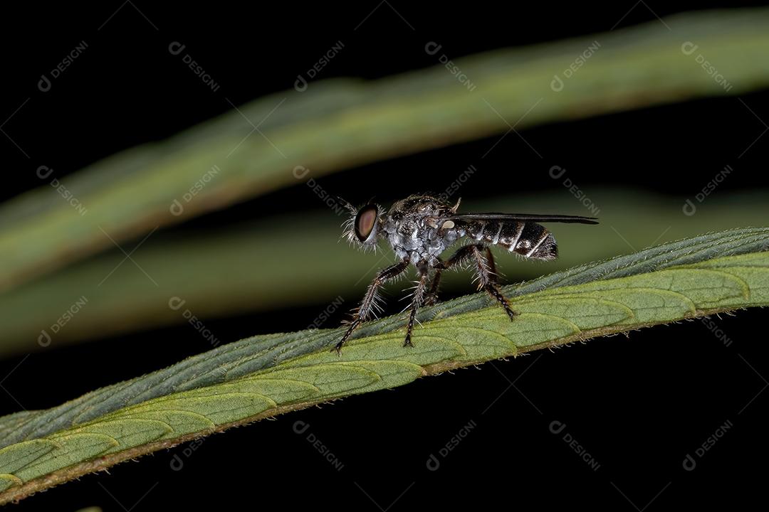 Adult Thief Fly of the Atomosiini Tribe