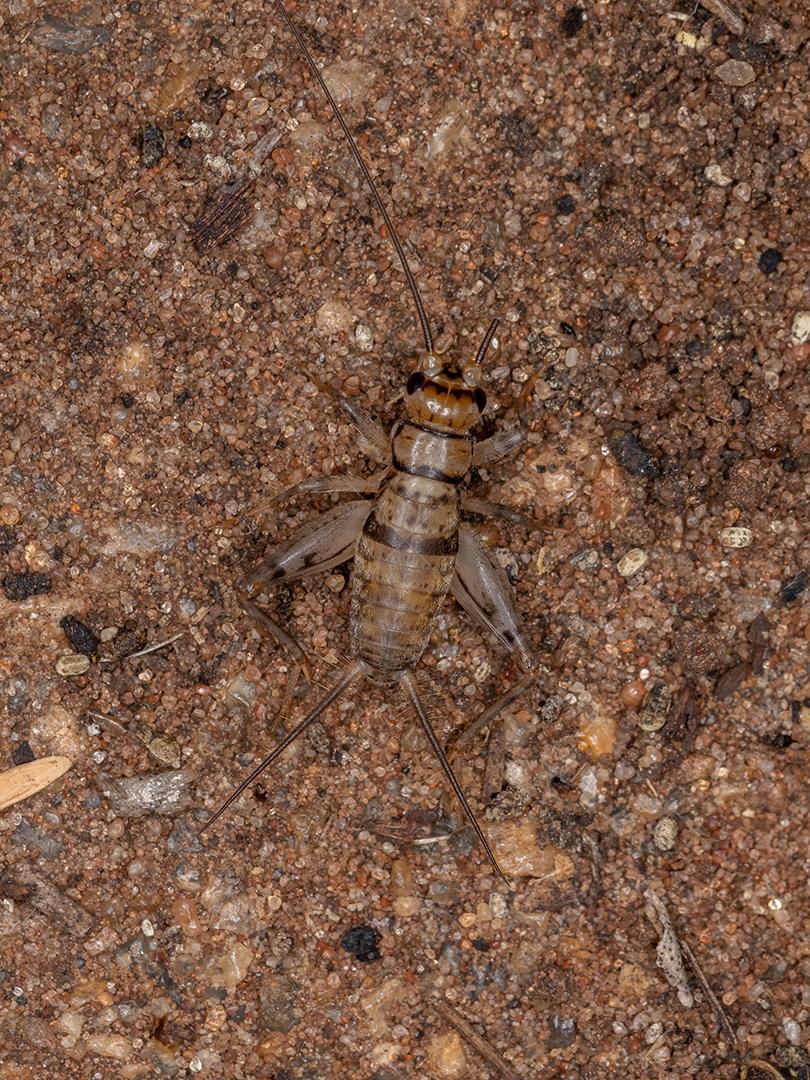 Grilo de campo pequeno do gênero Gryllodes