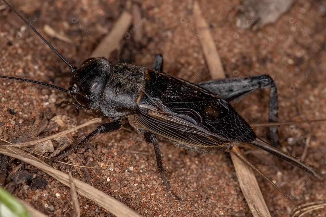 Grilo de campo adulto da subfamília Gryllinae
