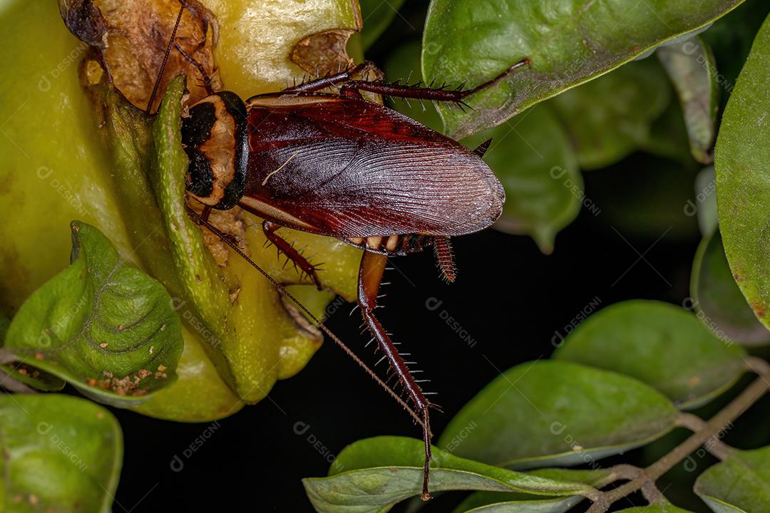 Barata australiana da espécie Periplaneta australasiae comendo fruta carambola