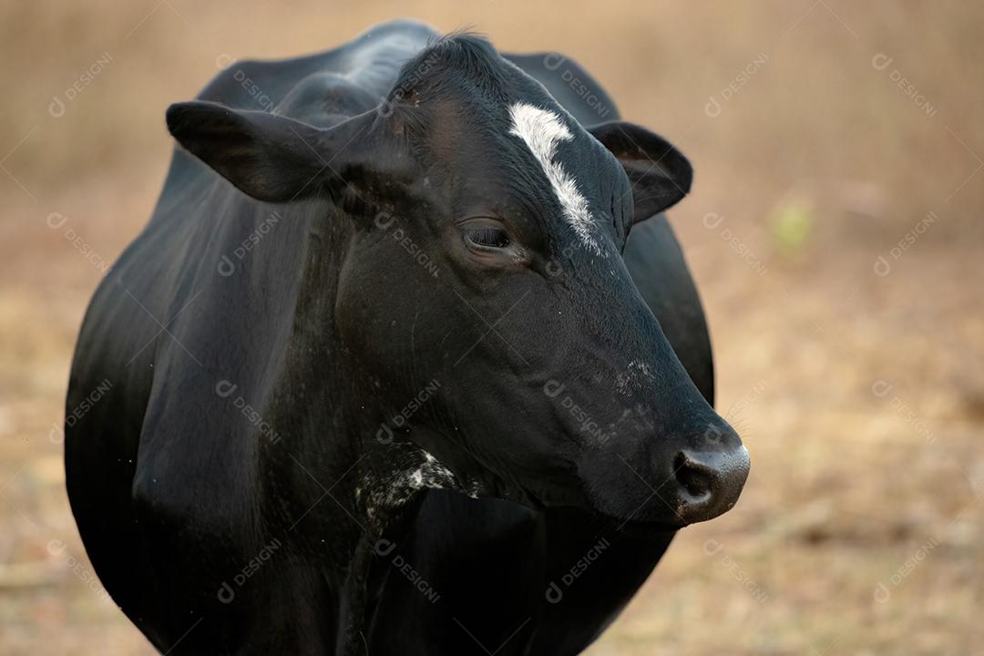 Vaca adulta animal bovino em uma fazenda brasileira